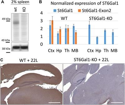 Deficiency in ST6GAL1, one of the two α2,6-sialyltransferases, has only a minor effect on the pathogenesis of prion disease